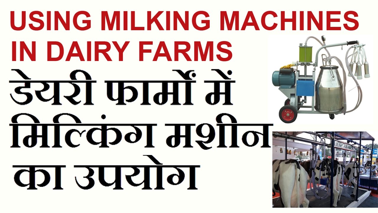 Dairy Farming in India : Milking Cows & Buffaloes by Milking Machine ...