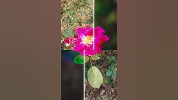 Kinemaster line wipe transition before after show PicsArt editing lr effect#mk_editz016#shorts#viral