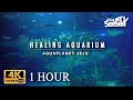 [Healing Aquarium 1Hour] 마음이 편안해지는 힐링 영상 l 아쿠아플라넷 제주 메인수조 1시간 바라보기 4K