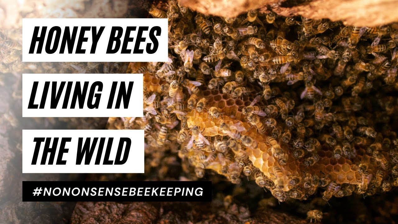 Bees Living In The Wild Bees Living In Rotting Tree Do Bees Live In