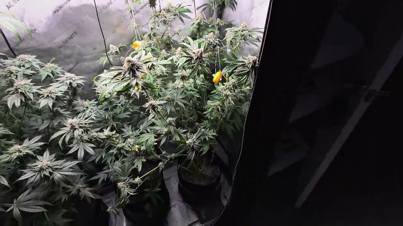 Peace Treaty, Sinmint Cookies, and Bleu Bama