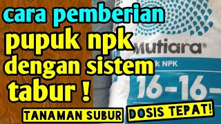 cara pemberian pupukin npk dengan sistem tabur