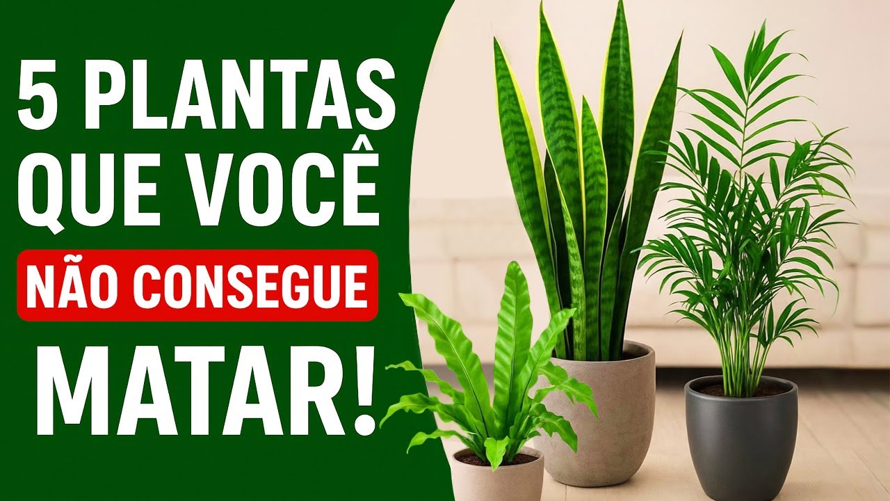 Conheça as 5 Plantas Mais Fáceis de Cuidar em Ambientes Internos!