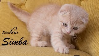 YENİ SCOTTISH FOLD YAVRUMUZ SIMBA ! OUR NEW SCOTTISH FOLD KITTEN SIMBA