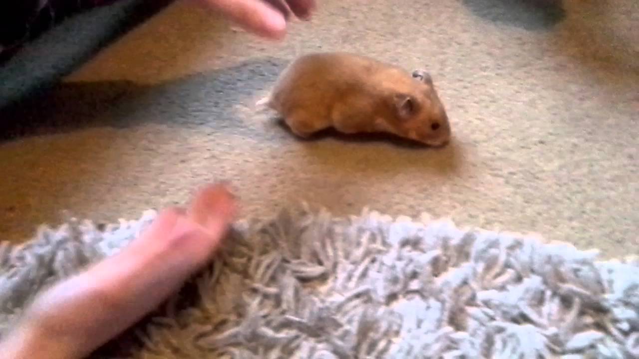 Cuddle pop#5 crazy naughty hamster