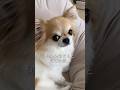 チワワ、察しが良いようで…#chihuahua #dog #チワワ #ブラタン #可愛い #犬 #癒し #ちわわ #愛犬 #いぬ #犬動画 #dog