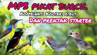 Mp3 Pikat Burcil Kombinasi Kolibri Ribut Dan Prenjak Ribut