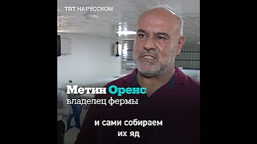 В Турции на специальной ферме разводят тысячи скорпионов