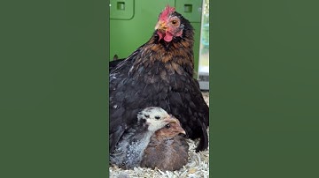 #20 #មាន់ស្រែ #ព្យាបាលកូនមាន់ #កូនមាន់សំកុក #ចិញ្ចឹមមាន់ #ទ្រុងមាន់ #កូនថ្មី #កូនមាន់ #ចំណីមាន់