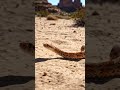 snake running 🤯 #aivideo #shortvideo