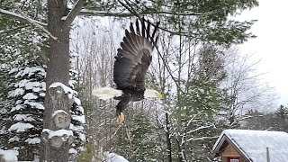 Bald Eagle Release January 20, 2020 by KenScottPhotography 2,381 views 4 years ago 27 seconds