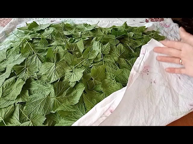 Ферментированный чай из листьев смородины 1