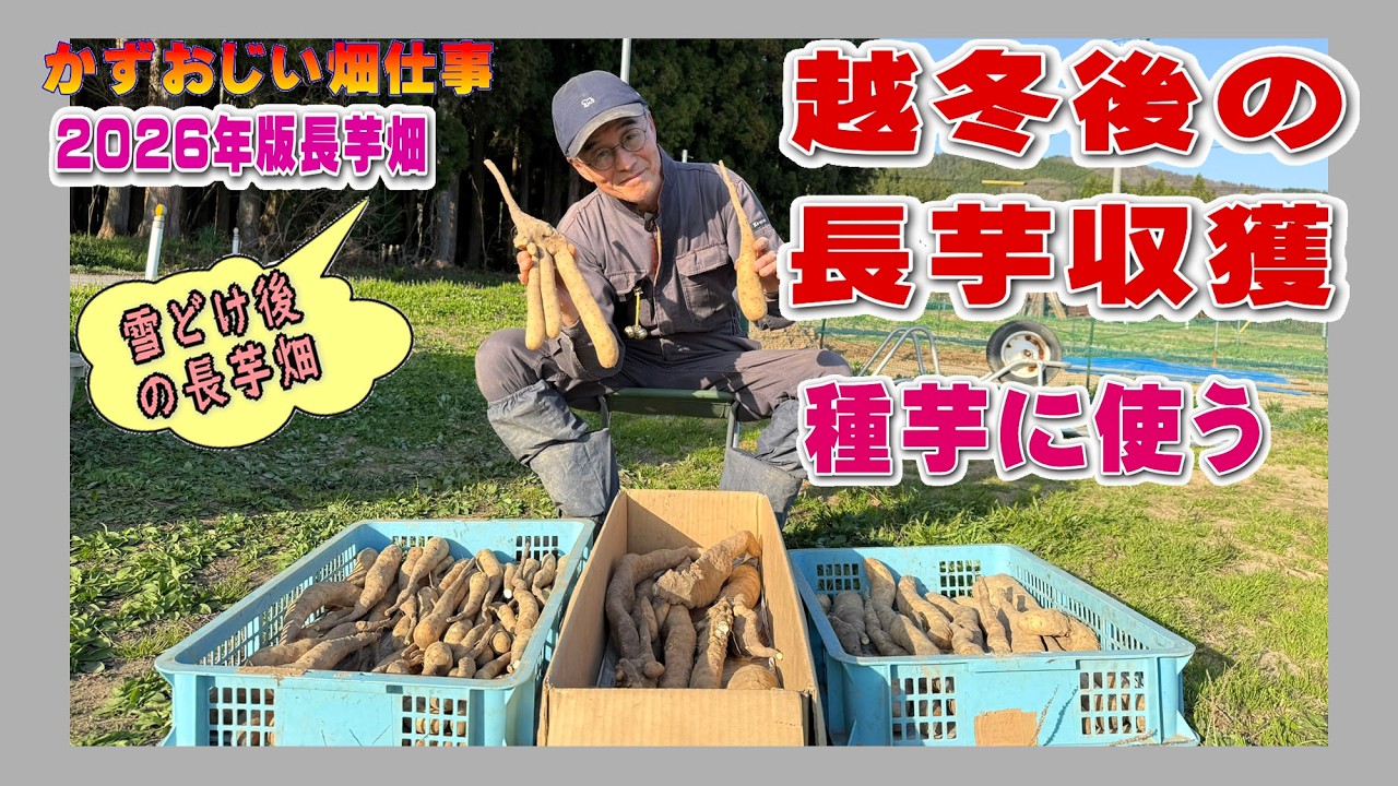 Harvesting Seed Yams After Overwintering: 2026 Nagaimo Field
