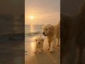 🐶 #papa #perro e #hijo por la #playa en #vacaciones de #verano #2025 #viral #shorts #entretenimiento