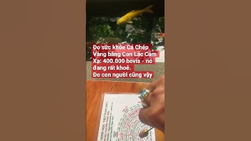 Đo sức khỏe Cá Chép Vàng bằng Con Lắc Cảm Xạ: 400.000 bovis - Nó rất khoẻ. Đo con người cũng vậy