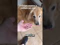 Gente olha isso #goldenretriever #goldenretreiver #pets #cachorro #retreiver #funnydogs #cachorros