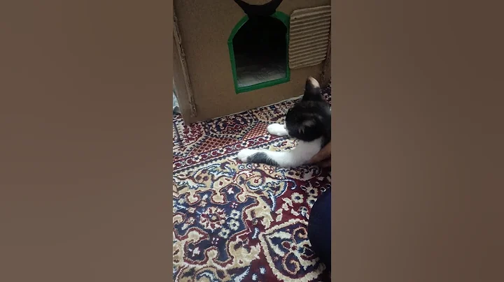 Video 11174331: persian kitten animal, cute persian kitten