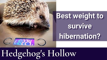 What body weight does a hedgehog need to make it through hibernation? | Hedgehog