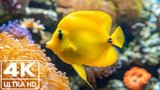 Under Red Sea 4K - Beautiful Coral Reef Fish - Relaxing Sleep Meditation Music - 4K Video