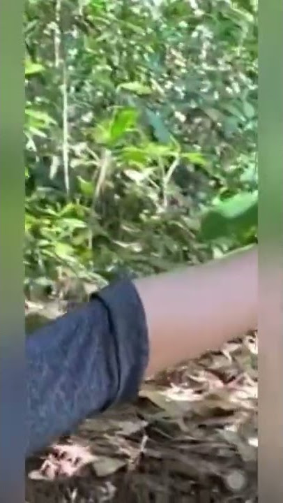 PENAMPAKAN KUNTILANAK DIBELAKANG POHON SAAT SHOOTING FILM BANG RAHMAT DI HUTAN PINUS.