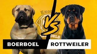 Is a Boerboel Bigger than A Rottweiler? DOG TV