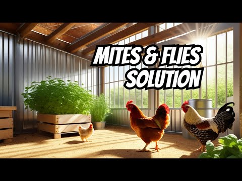 BEST WAY TO TREAT MITES OR FLIES IN CHICKEN COOPS