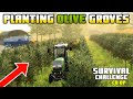 PLANTING OLIVE GROVES! A COSTLY MISTAKE? | Survival Challenge CO-OP | FS22 - Episode 39