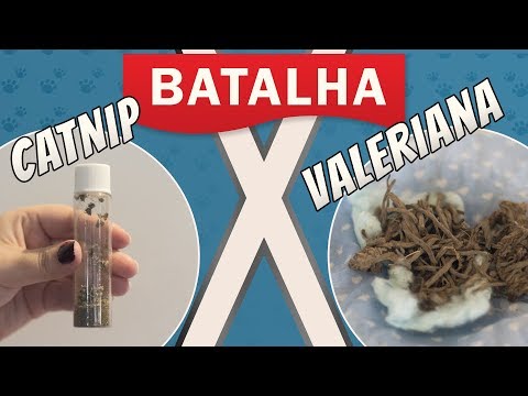 Vídeo: Como A Valeriana Funciona Em Gatos