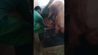 Boar Semen Collection