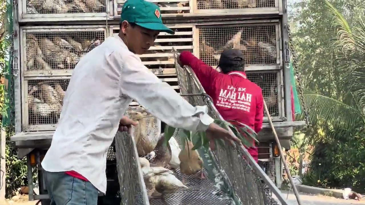 Raising Ducks by Migrating to New Rice Fields Will Reduce Feed Costs “ Proiect Truck Duck