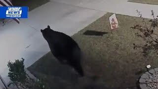 Bear makes himself at home in Conway-area neighborhood