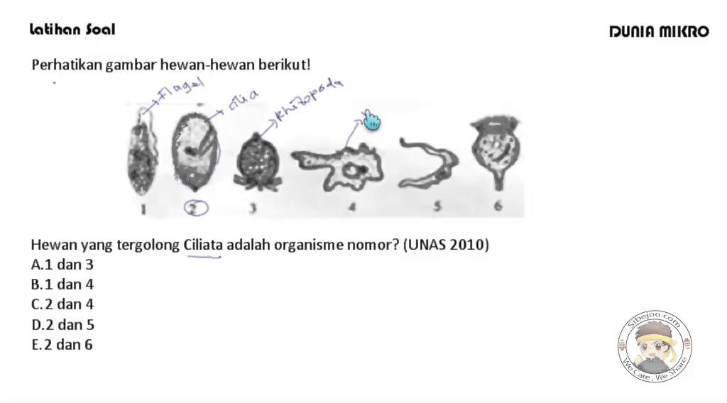 750+ Gambar Hewan Yang Tergolong Ciliata Gratis Terbaik