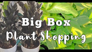 Big Box Plant Haul | Lowe&#39;s and Wal-Mart Plant Shopping &amp; Haul | Plant Shopping