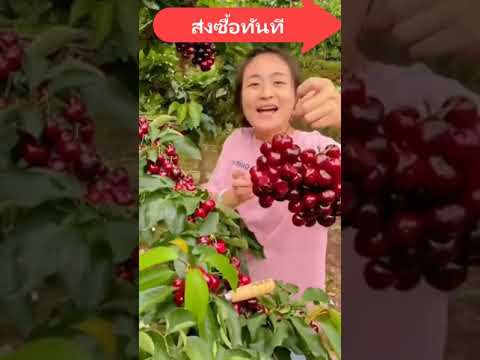 วีดีโอ: ต้นไม้ทับทิม เชอร์รี่มีประโยชน์อย่างไร