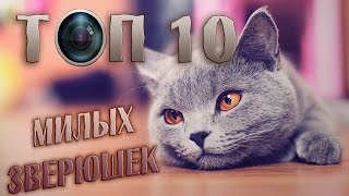 ТОП 10 Самых милых зверюшек в инстаграме