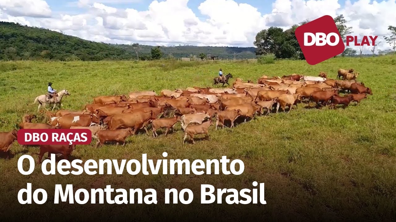 Montana: cenário atual e perspectivas para a raça no País