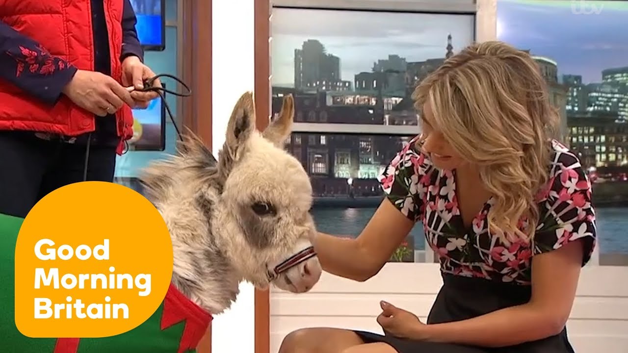Charlotte Falls in Love With Ottie the Tiny Donkey | Good Morning Britain