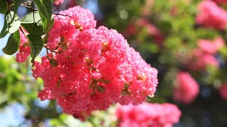 The 5 Reasons Your Crepe Myrtle Won't Bloom