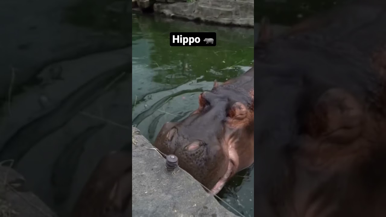 Cute Baby Animals Vs. Adult Animals 😍 Aww-some Animal Comparisons.