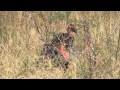 Ground Hornbill catches and eats Snake