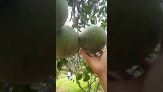 Durian farms