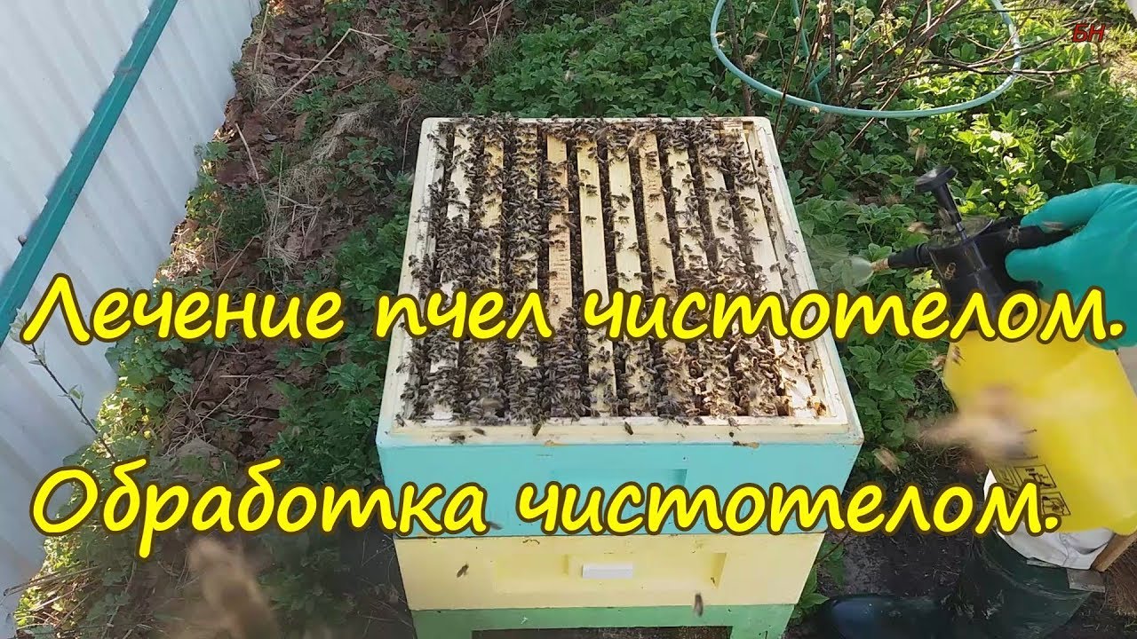 пчеловодство, лечение пчел чистотелом, обработка чистотелом - YouTube