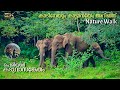 A story of wild elephants  nature walk in periyar tiger reserve  thekkadi forest
