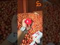 Fruits Vegetables Exports From India To Veitnam UAE UK Srilanka Europe 🇮🇳👉🌍 #fruitexporter #exim