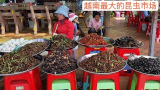 賣昆蟲的趕集市場，帶大家去了解越南泰族的趕集市場，都是很特別和害怕的昆蟲。