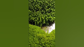 سورة يوسف وكانك تسمعها لأول ❤️💓💝💞بصوت الشيخ حمزة مدبوح