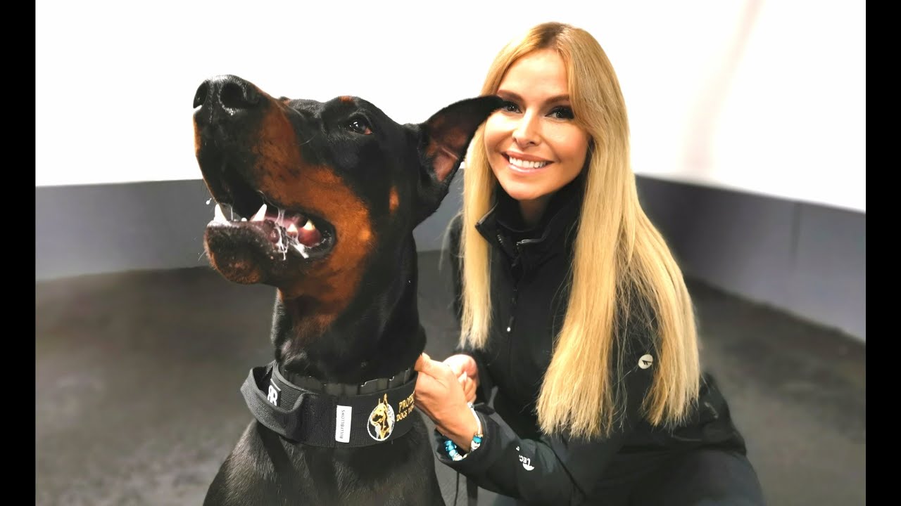 THE DOBERMAN - FULLY TRAINED PROTECTION DOG - YouTube