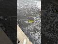 Fishing at a dam with subscribers #fishing #shorts #fyp #viral #fish