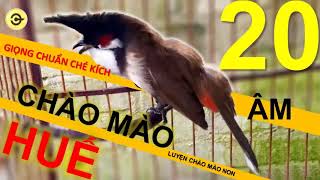 Luyện giọng chào mào Huế -  Chào mào huế hót hay