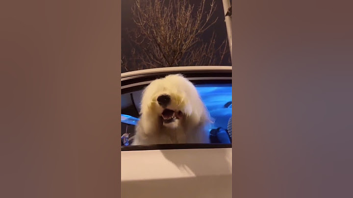 Does your dog have some dance moves too ? 👇 #shortsfeed #shorts